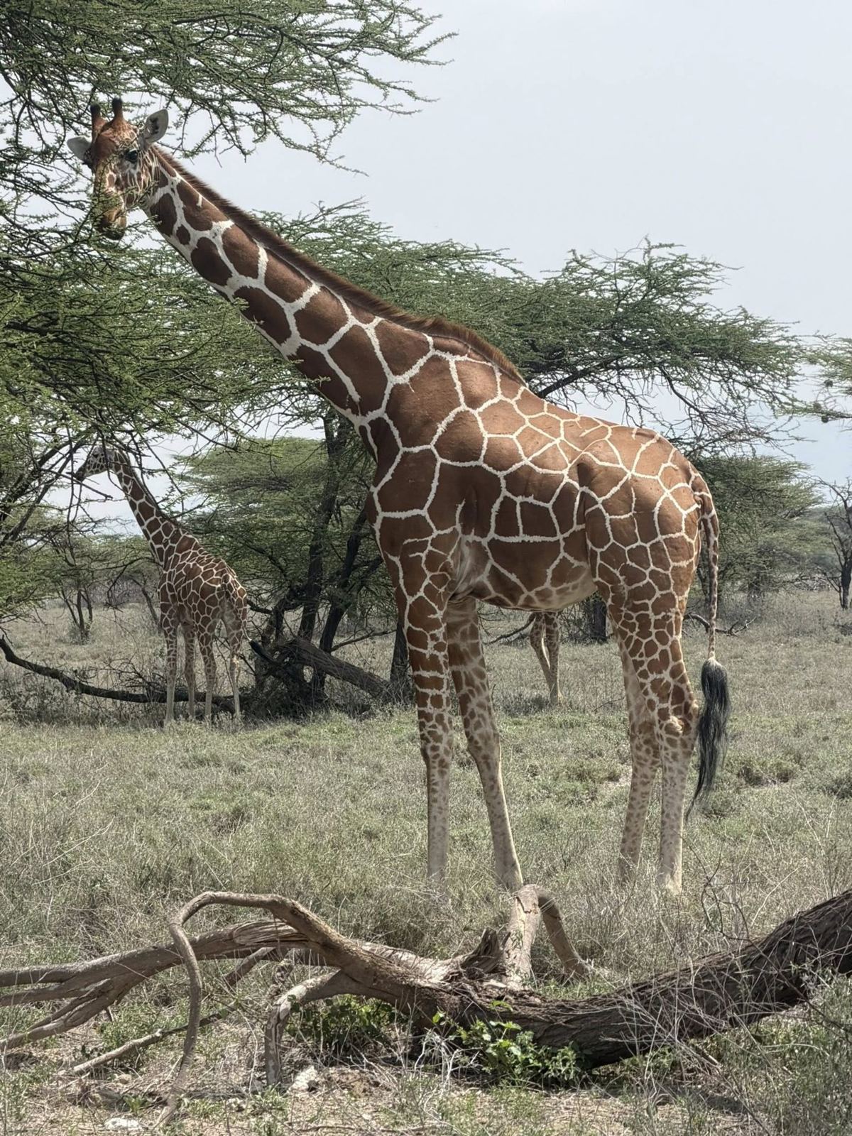 Paesaggio Kenya