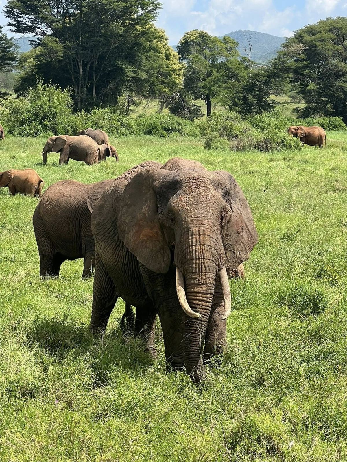 Safari momenti