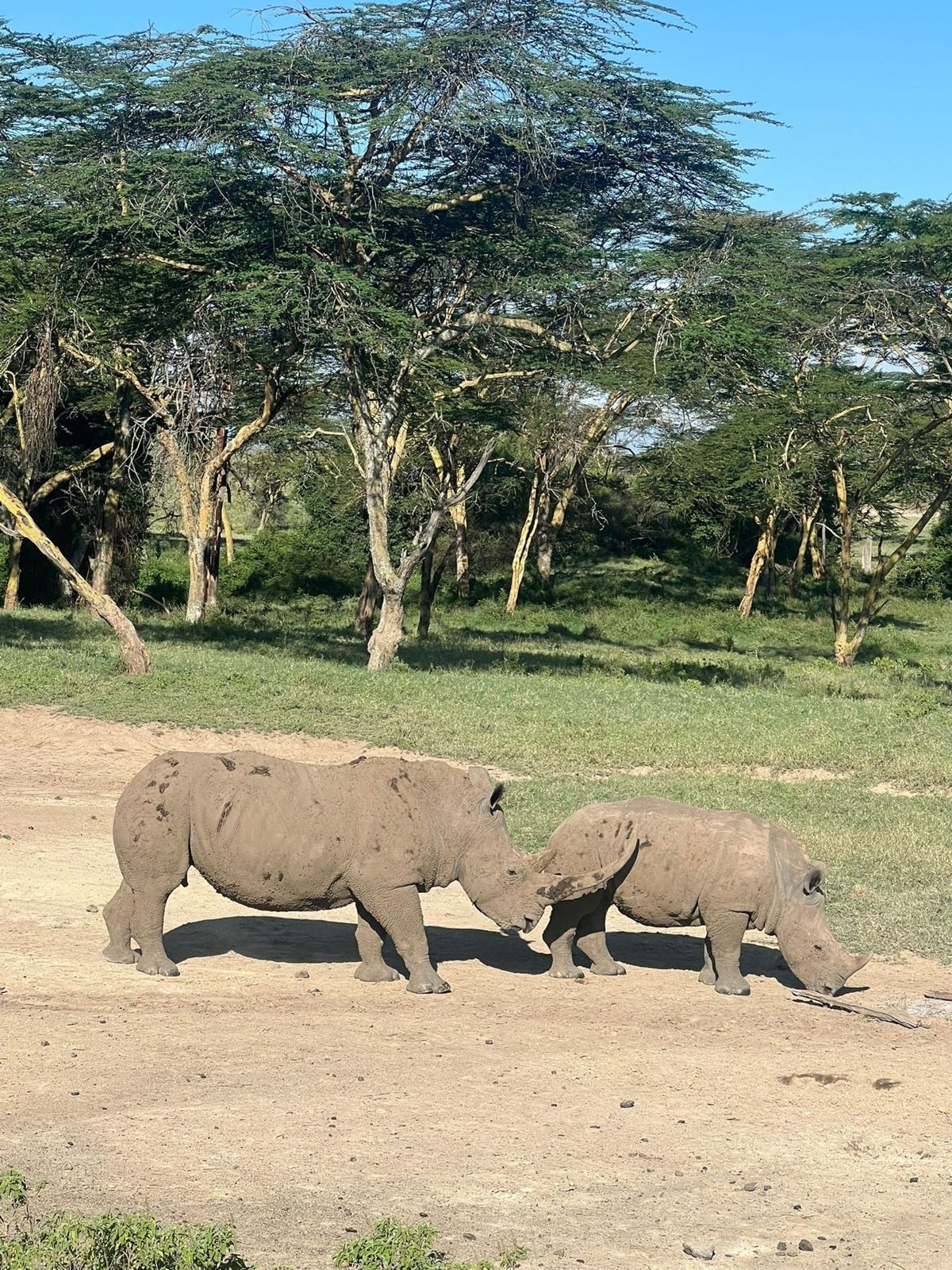 Rinoceronti al Lake Nakuru