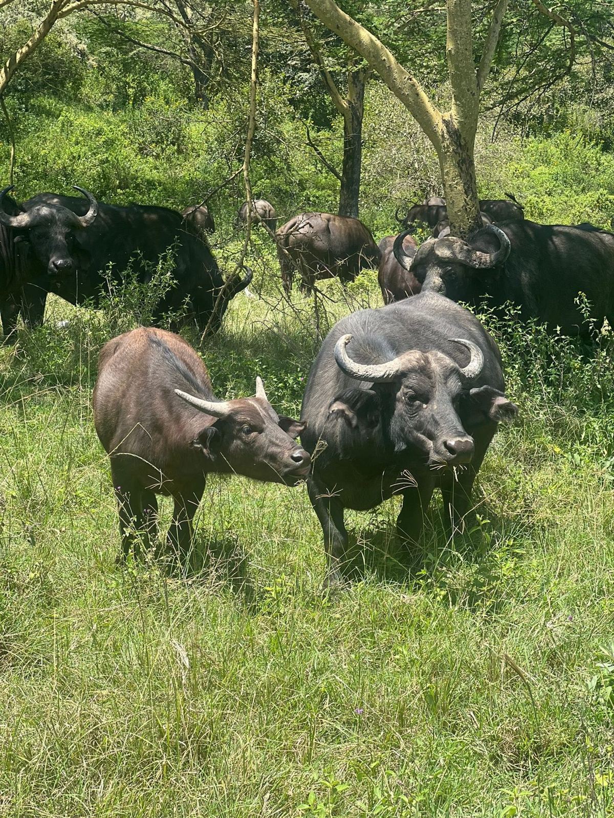 Safari Kenya