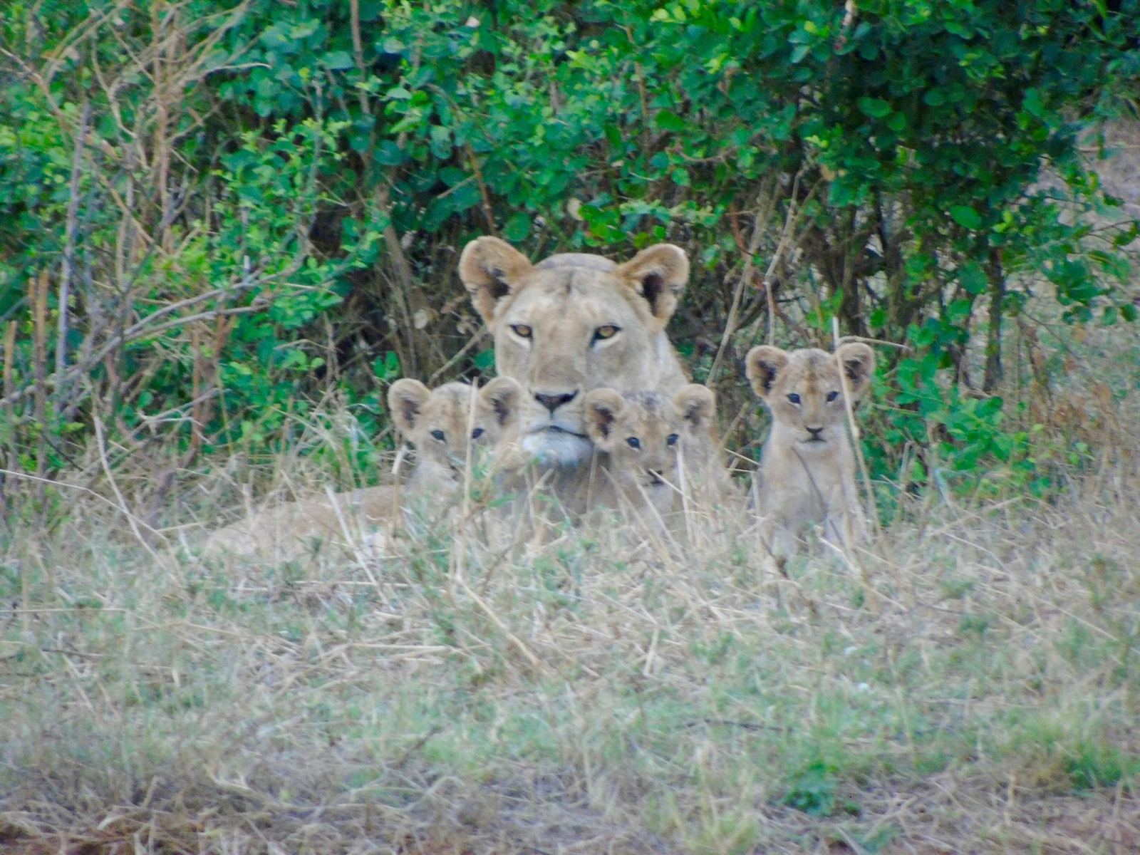 Leonessa con cuccioli al Maasai Mara