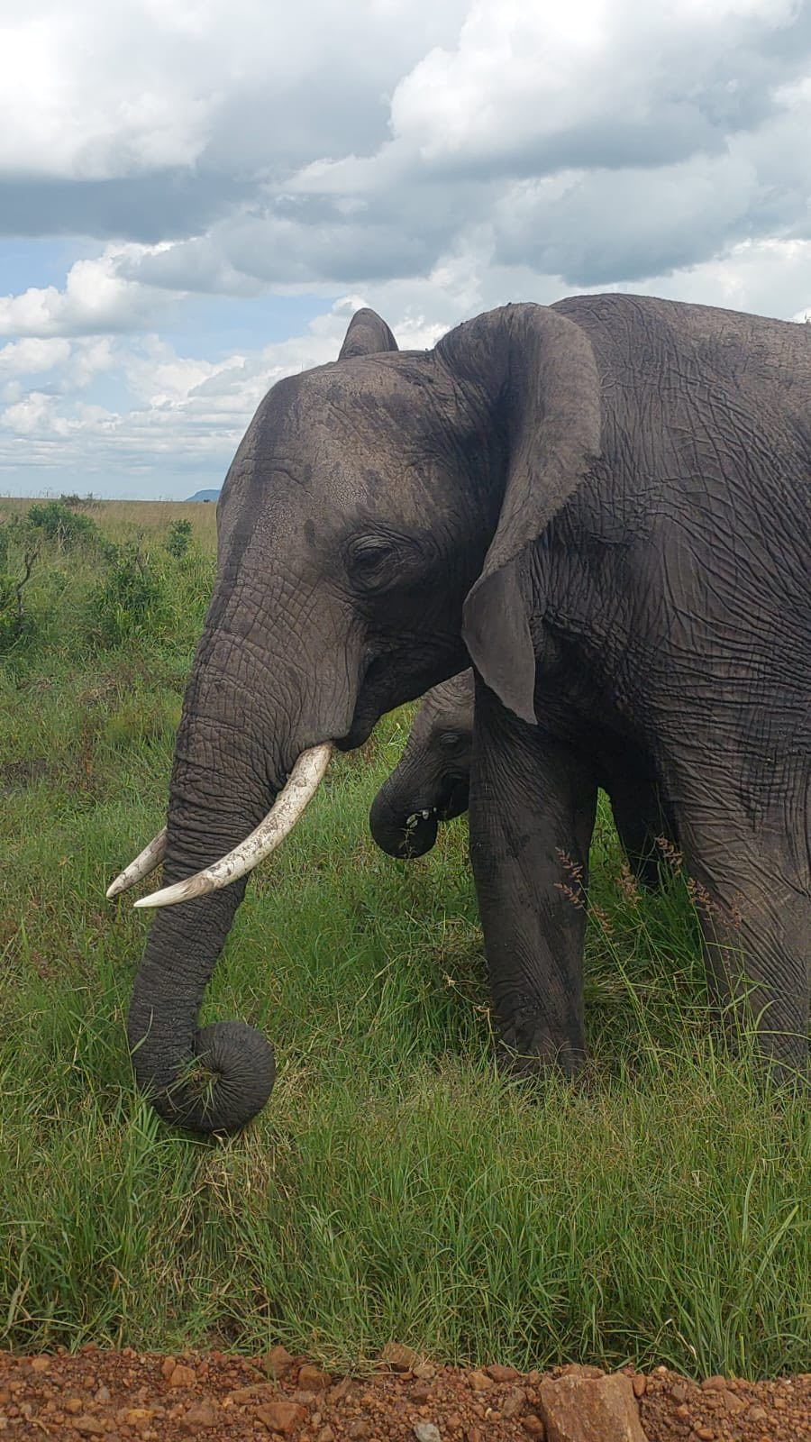 Elefante con cucciolo nel Tsavo East