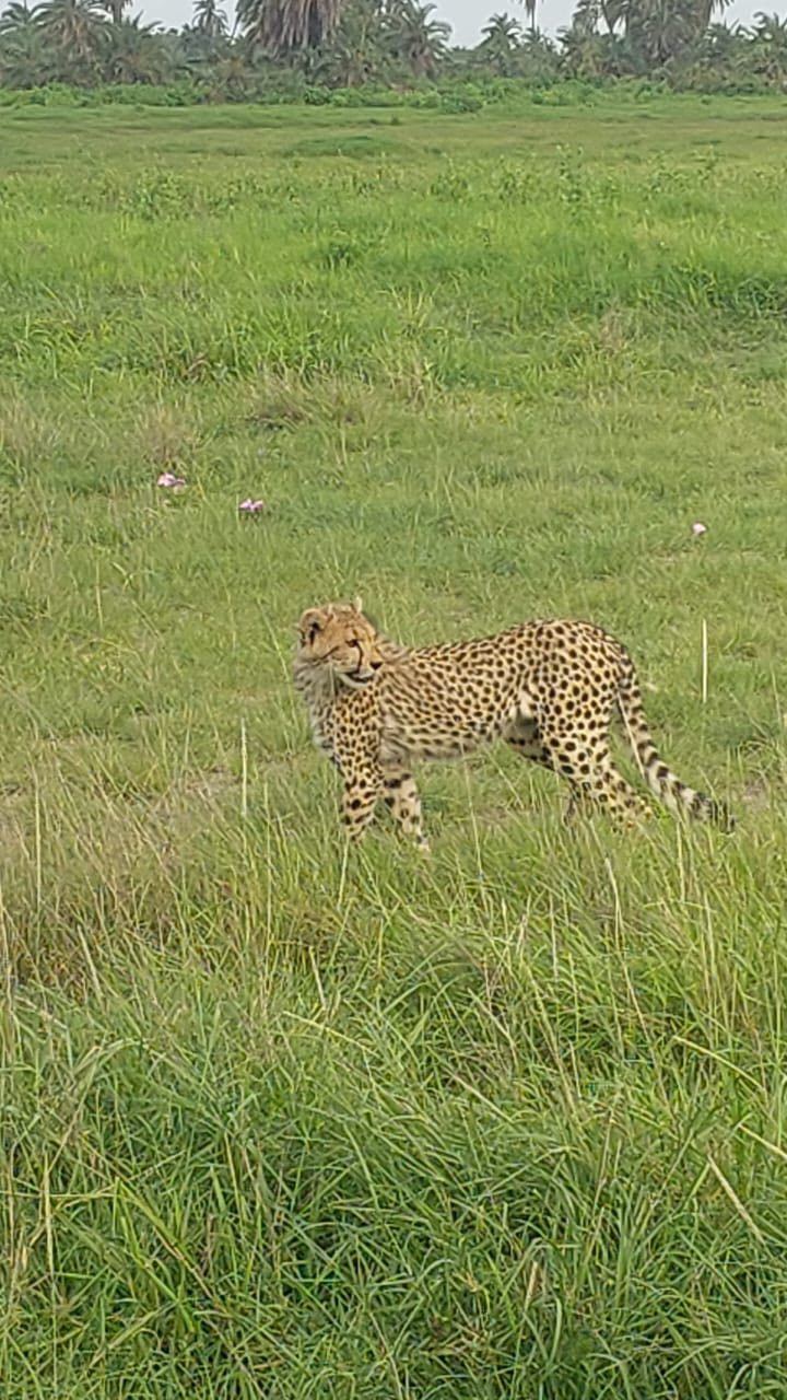 Fauna selvatica