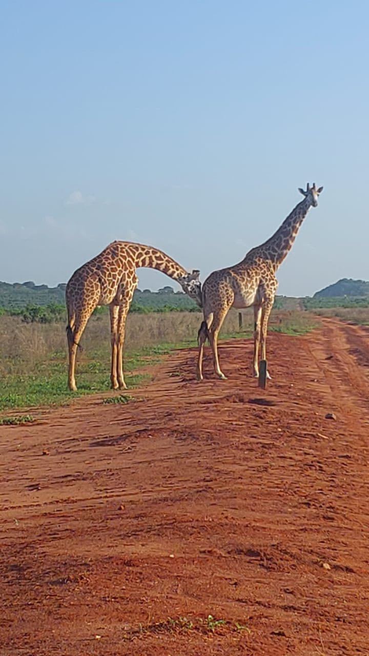 Giraffe su pista rossa in Kenya